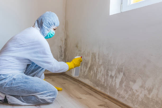 Licensed Basement Mold Remediation service in Cedarville, MI - WQB Mold Removal