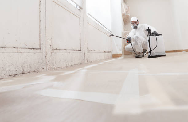 24/7 Emergency Basement Mold Remediation experts in Cedarville, MI