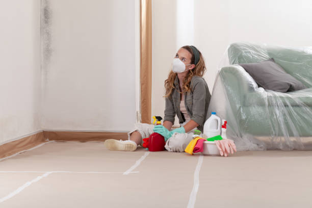 Reliable Basement Mold Remediation contractor in Cedarville, MI by WQB Mold Removal