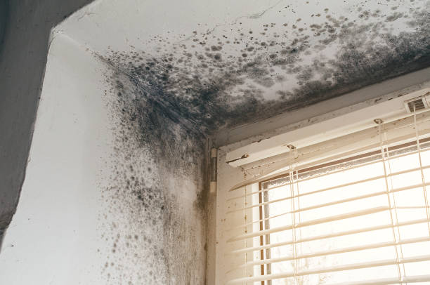 Affordable Basement Mold Remediation solutions in Cedarville, MI
