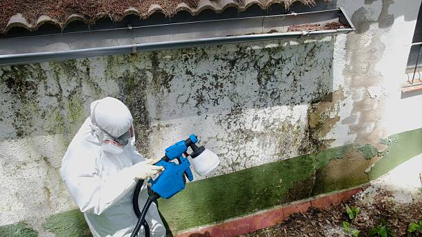Top rated local Basement Mold Remediation specialists in Cedarville, MI